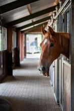 GreenXL Horse Stable Stabilizer – Probiotische, Dieren en Toebehoren, Ophalen of Verzenden, Nieuw