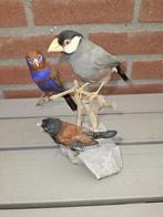 Java Sparrow, Bronze Mannikin, Purple Grenadier - Taxidermie, Nieuw