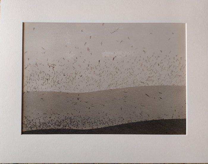 Mario Giacomelli (1925–2000) - Gabbiani, Antiek en Kunst, Kunst | Designobjecten