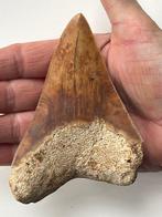 Megalodon tand 11,5 cm - Fossiele tand - Carcharocles, Verzamelen