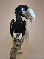 neushoornvogel Taxidermie volledige montage - Bycanistes, Nieuw