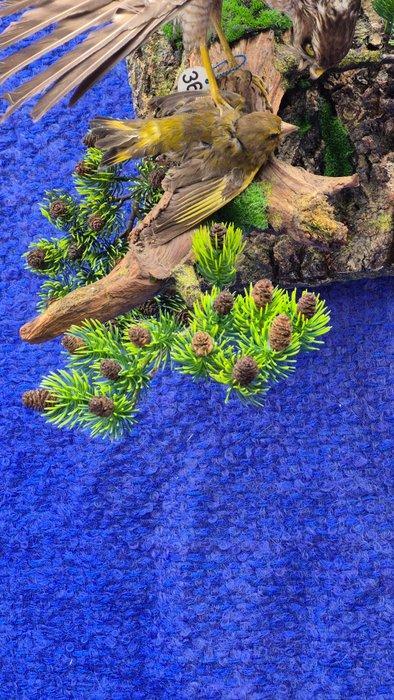 Epervier dEurope - met CITES Origineel DE-BM-25043002 -, Verzamelen, Dierenverzamelingen