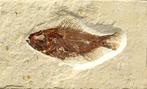 Prachtigste fossiele vis op steen - - Gefossiliseerd dier -