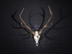 Large Red Stag Trophy Schedel - Cervus elaphus - 55 cm - 100, Collections