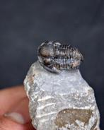 Trilobiet - Gefossiliseerd dier - Proetus granulosus (Zonder, Verzamelen, Mineralen en Fossielen