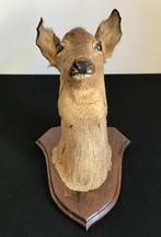 Ree Taxidermie wandmontage - Capreolus capreolus - 40 cm -, Nieuw