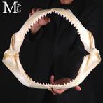 Mâchoire de requin-bouledogue – Mâchoire - Carcharhinus