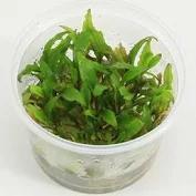 Cryptocoryne Wendtii Green gecko - In vitro, Dieren en Toebehoren, Vissen | Aquaria en Toebehoren, Nieuw, Verzenden