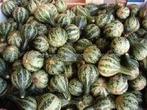 Dancing gourd kalebas basiseenheid, Nieuw