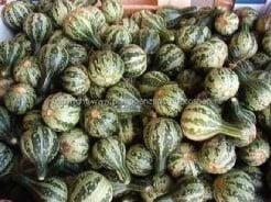 Dancing gourd kalebas basiseenheid, Hobby en Vrije tijd, Knutselen, Nieuw