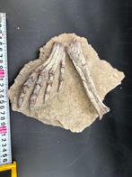 Fossiele matrix - Psittacosaurus foot - 25 cm - 20 cm