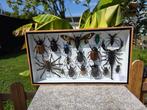 Cadre- avec des insectes réels exotiques - Bois, Verre