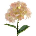 Hortensia 45cm. SINGLE HYDRANGEA Peach  Hortensia Peach