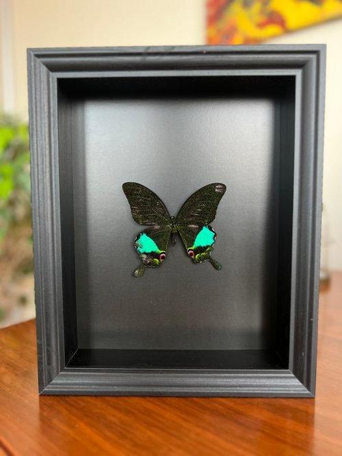 Vlinder Taxidermie volledige montage - Papilio Karna - 25 cm, Verzamelen, Dierenverzamelingen