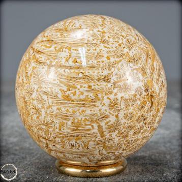 Corail fossile naturel extrêmement rare Sphère, Australie-