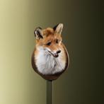 Vos Taxidermie Opgezette Dieren By Max, Verzamelen, Ophalen of Verzenden, Nieuw, Wild dier, Opgezet dier