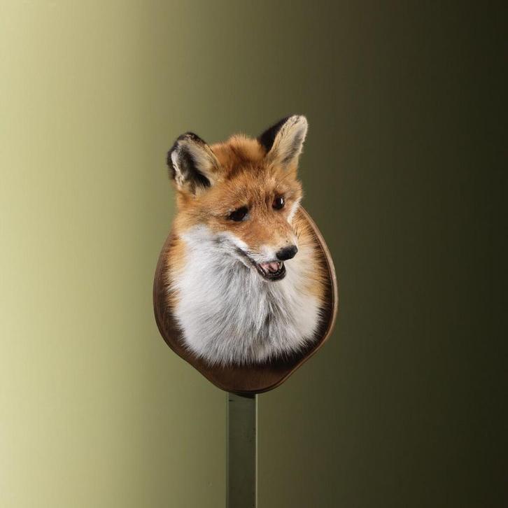 Vos Taxidermie Opgezette Dieren By Max, Verzamelen, Dierenverzamelingen, Opgezet dier, Nieuw, Wild dier, Ophalen of Verzenden