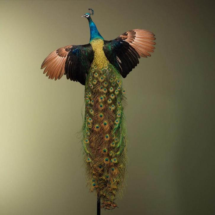 Pauw Vliegend Taxidermie Opgezette Dieren By Max, Verzamelen, Dierenverzamelingen, Opgezet dier, Nieuw, Vogel, Ophalen of Verzenden