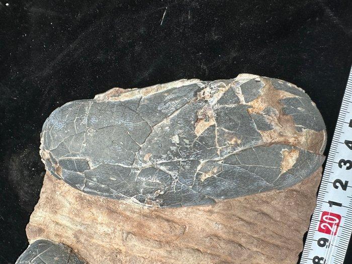 Dinosaurus - Gefossiliseerd ei - Oviraptor sp. - 24 cm - 17, Verzamelen, Mineralen en Fossielen