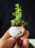 Jeneverbes bonsai (Juniperus) - Hoogte (boom): 10 cm -