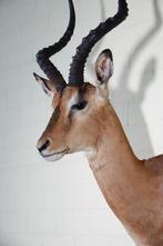 Impala Taxidermie wandmontage - Aepyceros melampus - 40 cm -, Verzamelen, Nieuw