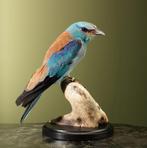 Scharrelaar Taxidermie Opgezette Dieren By Max, Verzamelen, Ophalen of Verzenden, Nieuw, Vogel, Opgezet dier