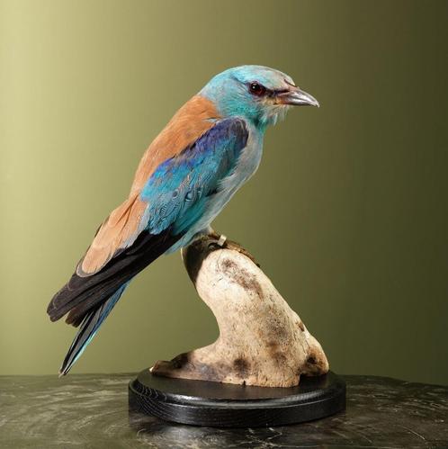Scharrelaar Taxidermie Opgezette Dieren By Max, Verzamelen, Dierenverzamelingen, Opgezet dier, Nieuw, Vogel, Ophalen of Verzenden