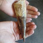 Dinosaurus - Fossiele tand - Spinosaurus aegyptiacus - 160, Verzamelen, Mineralen en Fossielen