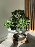 Bonsaï Ficus ginseng - Hauteur (arbre) : 140 cm - Profondeur