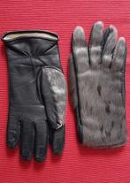 grijze zeehond Balg - Halichoerus grypus - 0 cm - 0 cm - 0, Antiek en Kunst