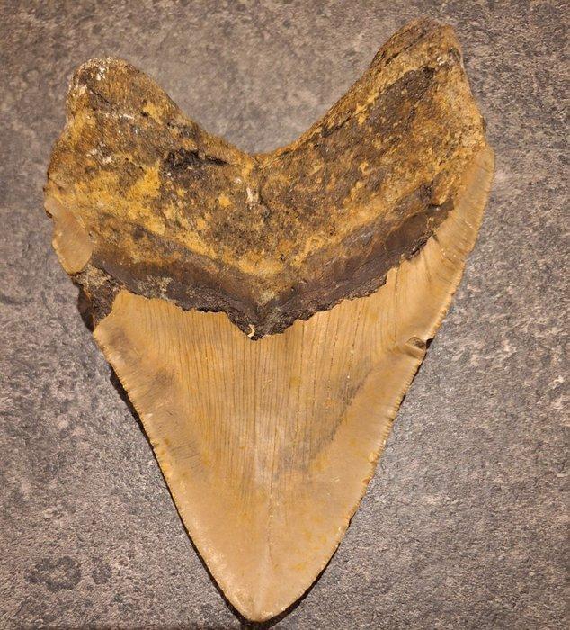 Megalodon - Fossiele tand - Otodus (Carcharocles) megalodon, Verzamelen, Mineralen en Fossielen