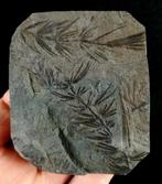 Fossiele plant met uitzonderlijke conservering!! - Cola de