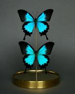 Vlinder Taxidermie volledige montage - Papilio ulysses - 26, Nieuw