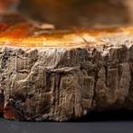 Fossiel hout gesneden objecthouder - Plakje versteende, Antiek en Kunst