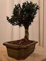 Buxus harlandii bonsaï dans une coupe à bonsaï - Hauteur