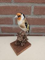 Major Putter Support de corps entier pour taxidermie -, Nieuw