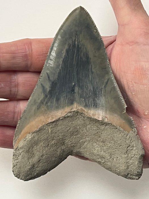 Megalodon tand 11,7 cm - Fossiele tand - Carcharocles, Verzamelen, Mineralen en Fossielen