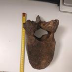 Wolharige mammoet - Fossiel wervelbot - mammuthus, Verzamelen, Mineralen en Fossielen