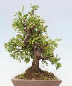 Malus bonsai (Malus sargentii) - Hoogte (boom): 25 cm -, Antiquités & Art, Art | Peinture | Classique