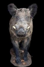 Sanglier Support de corps entier pour taxidermie - Sus