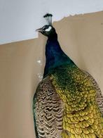 Pauw Taxidermie volledige montage - Pavo cristatus - 180 cm