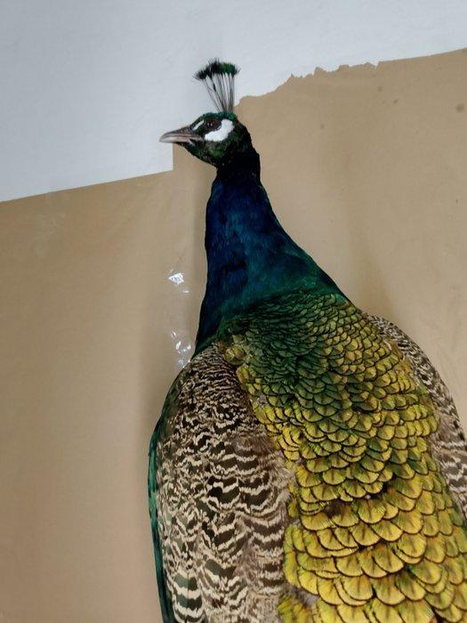 Pauw Taxidermie volledige montage - Pavo cristatus - 180 cm, Verzamelen, Dierenverzamelingen