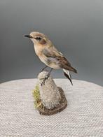izabeltapuit Taxidermie volledige montage - Oenanthe