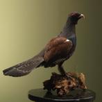 Auerhoen M Taxidermie Opgezette Dieren By Max, Verzamelen, Ophalen of Verzenden, Nieuw, Vogel, Opgezet dier