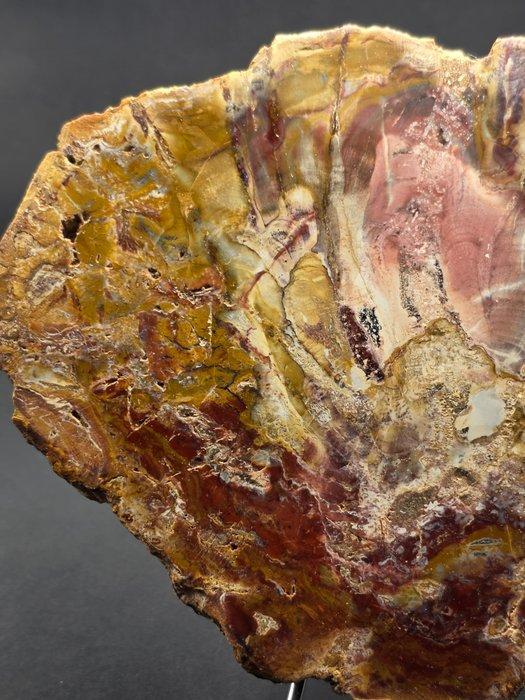 Fossiel hout - Gefossiliseerd hout - 17 cm (Zonder, Verzamelen, Mineralen en Fossielen