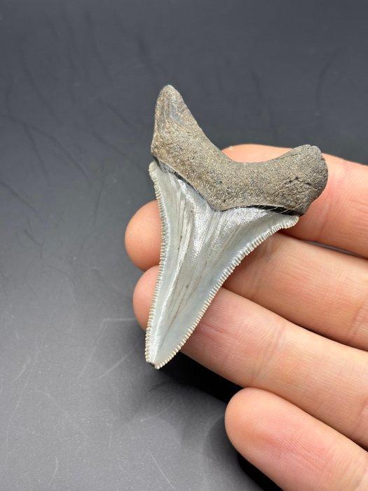 Haai - Fossiele tand - Otodus Angustidens - 5.9 cm - 3.9 cm, Verzamelen, Mineralen en Fossielen