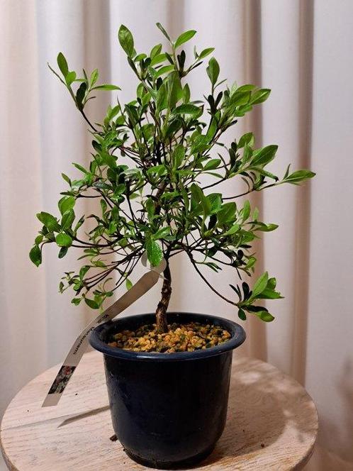 Bonsaï Azalée (Rhododendron) - Hauteur (arbre) : 24 cm -, Antiek en Kunst, Curiosa en Brocante