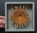 Zonnebloem-zeester. Taxidermie volledige montage -, Verzamelen, Nieuw