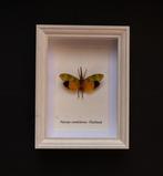 Insect Taxidermie volledige montage - Pyrops candeleria -, Collections, Collections Animaux