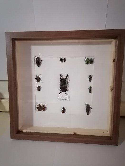 Kevers-Beetles Taxidermie wandmontage - Dorcus Titanus, Verzamelen, Dierenverzamelingen